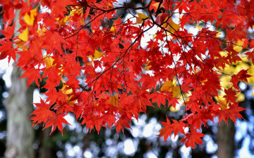 Картинка природа листья багрянец Япония клен осень