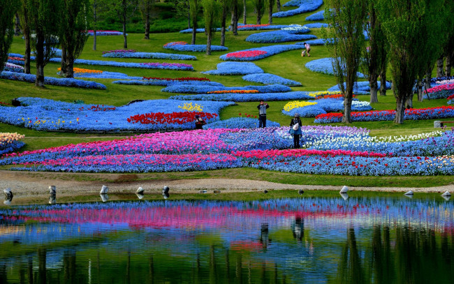 Обои картинки фото природа, парк, цветы, клумба, пруд, Япония