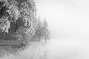 Картинка природа зима туман лес
