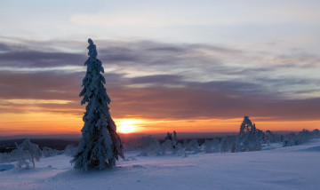 Картинка природа зима дерево закат