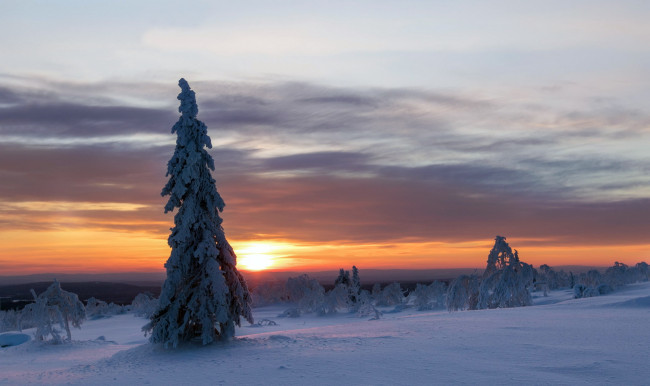 Обои картинки фото природа, зима, дерево, закат