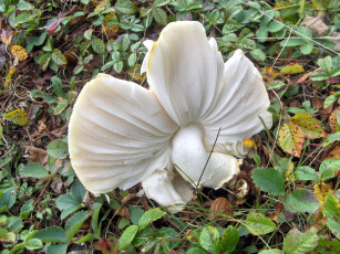 Картинка природа грибы белая шляпка земляничник