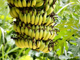 Картинка природа плоды бананы