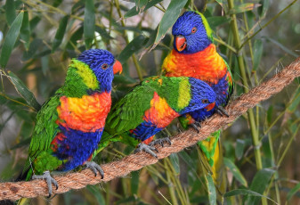Картинка животные попугаи трио лорикеты птицы троица