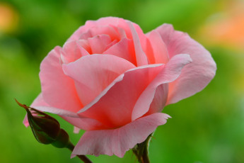 Картинка цветы розы розовый цвет