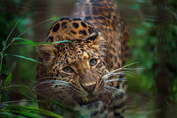 Картинка животные леопарды леопард киса зубы
