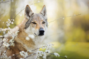 Картинка животные собаки чехословацкий влчак цветение собака чехословацкая волчья