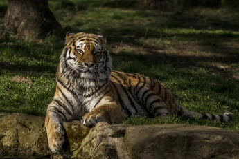Картинка животные тигры трава камень