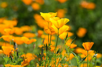 Картинка цветы эшшольция+ калифорнийский+мак желтые кустики лето цветение