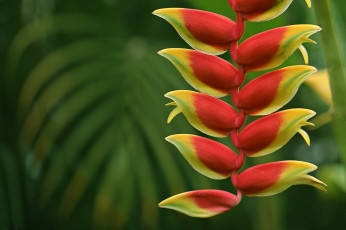 Картинка цветы геликония соцветие макро