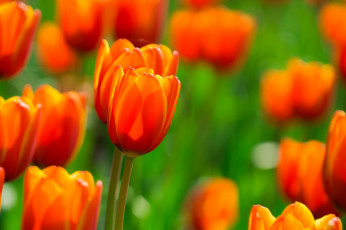 Картинка цветы тюльпаны поле огненные оранжевые