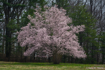Картинка природа деревья весна