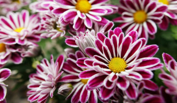 Картинка цветы хризантемы фиолетовые