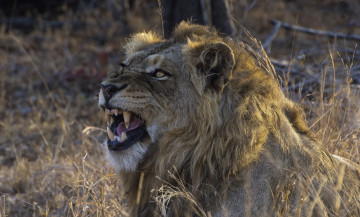 Картинка животные львы трава