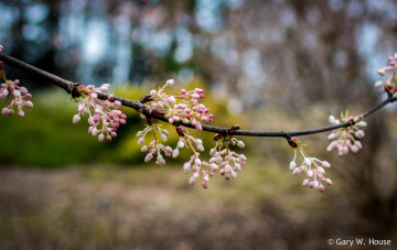 обоя цветы, сакура,  вишня, весна