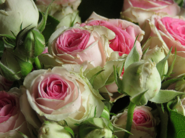 Обои картинки фото цветы, розы, розовая, бутон, роза, цветение, лепестки