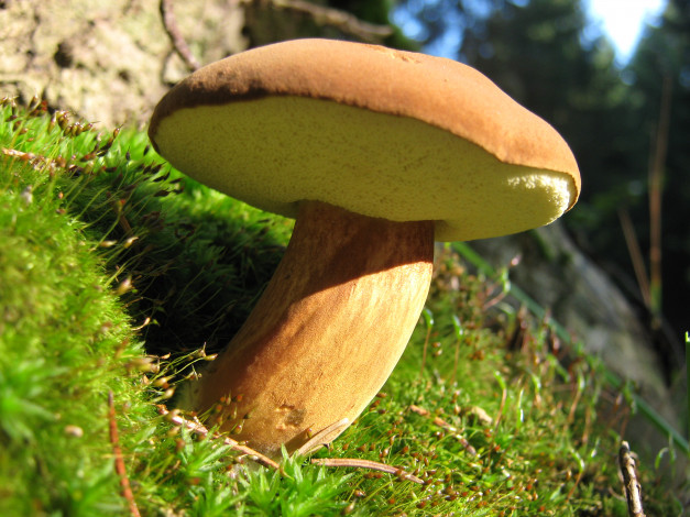 Обои картинки фото моховик, природа, грибы, гриб