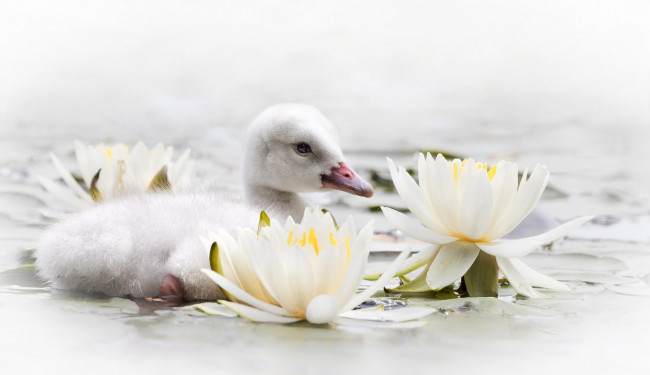 Обои картинки фото животные, лебеди, вода, цветы, лилии, уточка