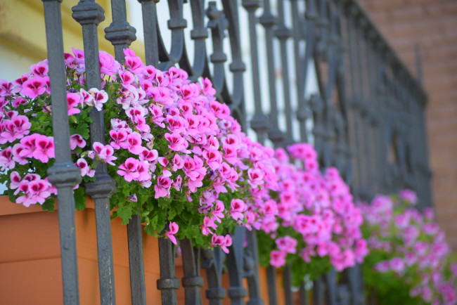 Обои картинки фото цветы, петунии,  калибрахоа, балкон, розовый, цвет