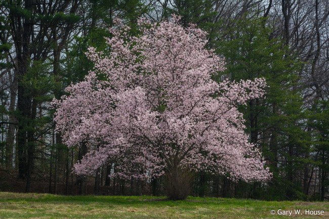 Обои картинки фото природа, деревья, весна