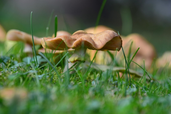 Обои картинки фото природа, грибы, шляпка