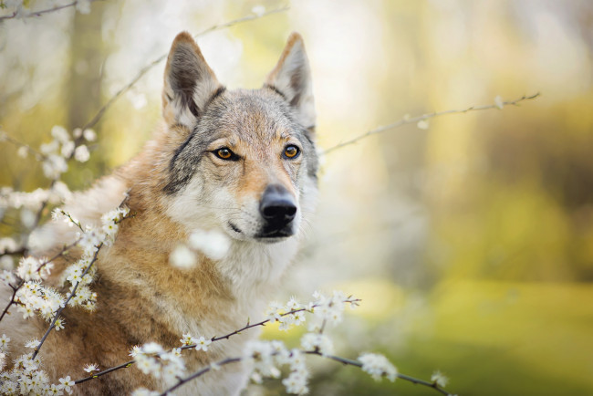 Обои картинки фото животные, собаки, чехословацкий, влчак, цветение, собака, чехословацкая, волчья