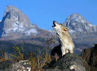 Картинка животные волки +койоты +шакалы волк вой камни скалы