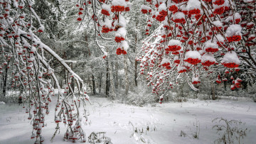 обоя природа, ягоды,  рябина, зима, рябина, снег