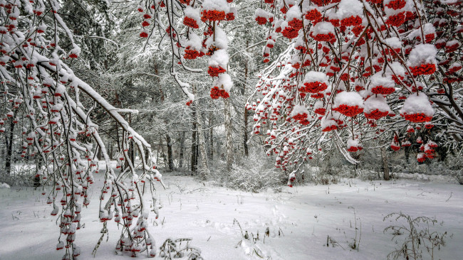 Обои картинки фото природа, ягоды,  рябина, зима, рябина, снег