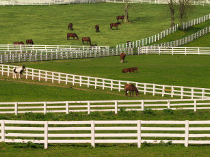 Картинка thoroughbred horses lexington kentucky животные лошади