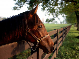 Картинка thoroughbred profile животные лошади