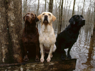 Картинка three of kind животные собаки