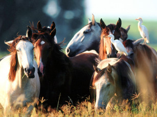 Картинка youngstock lusitano животные лошади