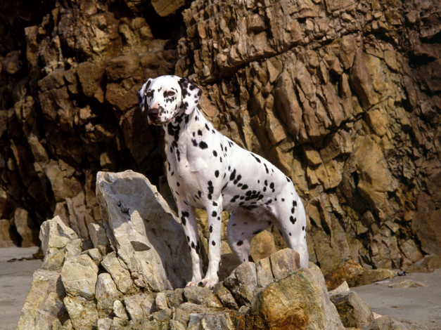 Обои картинки фото dalmatian, on, rocky, beach, животные, собаки