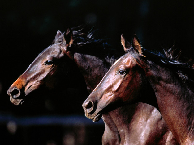 Обои картинки фото two, of, kind, trakehners, животные, лошади