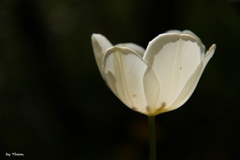 Картинка автор thean цветы тюльпаны белый