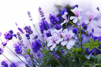 Картинка автор thean цветы разные вместе белый фиолетовый