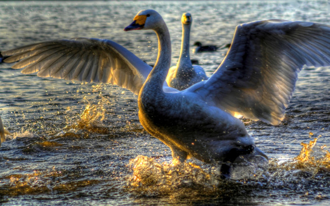 Обои картинки фото graceful, swans, животные, лебеди, крылья, вода