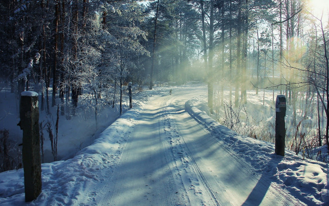 Обои картинки фото природа, зима, снег, дорога, собака, столбы