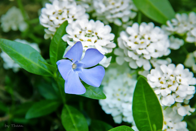 Обои картинки фото автор, thean, цветы, разные, вместе, белый, синий