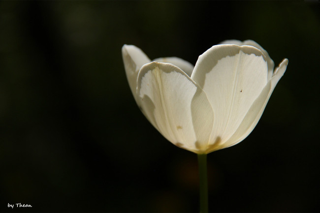 Обои картинки фото автор, thean, цветы, тюльпаны, белый