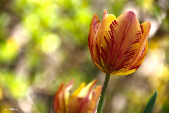 Обои картинки фото автор, thean, цветы, тюльпаны, полосатый