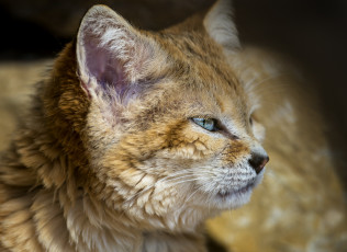 Картинка животные дикие кошки профиль песчаный кот