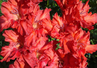 Картинка цветы гладиолусы красный