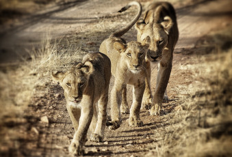 Картинка животные львы трио