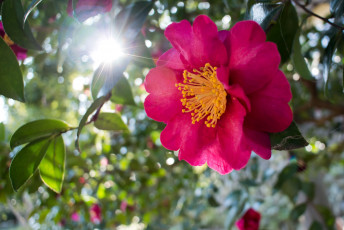 Картинка цветы камелии розовый солнце