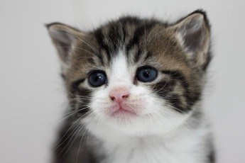 Картинка животные коты котёнок малыш портрет мордочка