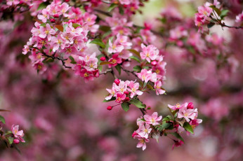 Картинка цветы цветущие деревья кустарники весна ветки