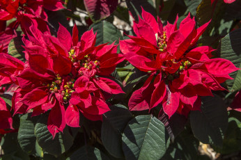 Картинка цветы пуансеттия красный