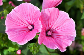 Картинка цветы лаватера розовый макро